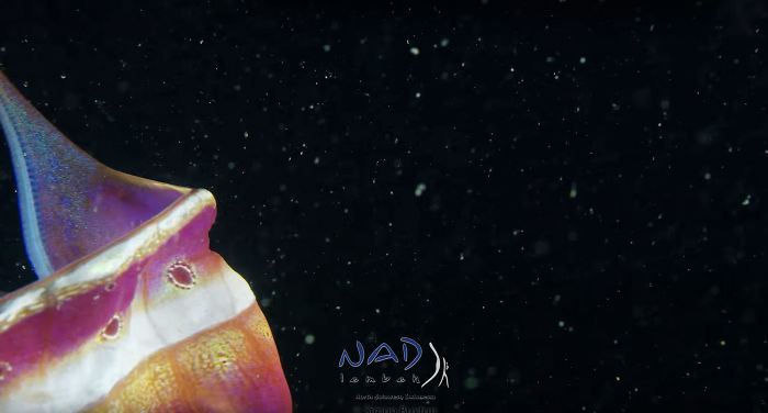 Video Captures A Blanket Octopus Revealing Its 6-Foot-Long Membrane And It Looks Like A Majestic Sea Butterfly Video Captures A Blanket Octopus Revealing Its 6-Foot-Long Membrane And It Looks Like A Majestic Sea Butterfly