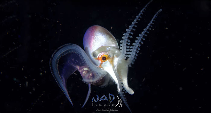 Video Captures A Blanket Octopus Revealing Its 6-Foot-Long Membrane And It Looks Like A Majestic Sea Butterfly