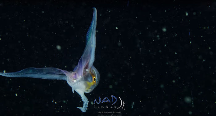 Video Captures A Blanket Octopus Revealing Its 6-Foot-Long Membrane And It Looks Like A Majestic Sea Butterfly Video Captures A Blanket Octopus Revealing Its 6-Foot-Long Membrane And It Looks Like A Majestic Sea Butterfly