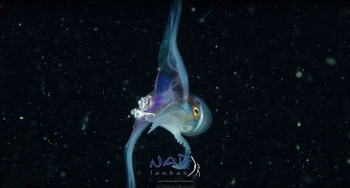 Video Captures A Blanket Octopus Revealing Its 6-Foot-Long Membrane And It Looks Like A Majestic Sea Butterfly Video Captures A Blanket Octopus Revealing Its 6-Foot-Long Membrane And It Looks Like A Majestic Sea Butterfly