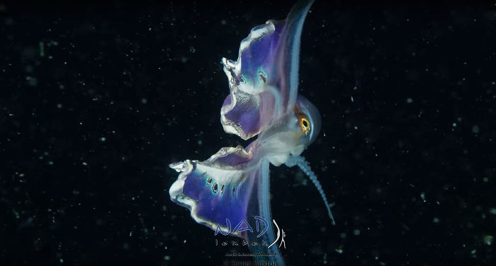 Video Captures A Blanket Octopus Revealing Its 6-Foot-Long Membrane And It Looks Like A Majestic Sea Butterfly