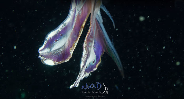 Video Captures A Blanket Octopus Revealing Its 6-Foot-Long Membrane And It Looks Like A Majestic Sea Butterfly Video Captures A Blanket Octopus Revealing Its 6-Foot-Long Membrane And It Looks Like A Majestic Sea Butterfly