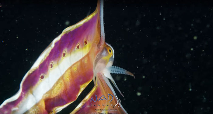 Video Captures A Blanket Octopus Revealing Its 6-Foot-Long Membrane And It Looks Like A Majestic Sea Butterfly Video Captures A Blanket Octopus Revealing Its 6-Foot-Long Membrane And It Looks Like A Majestic Sea Butterfly