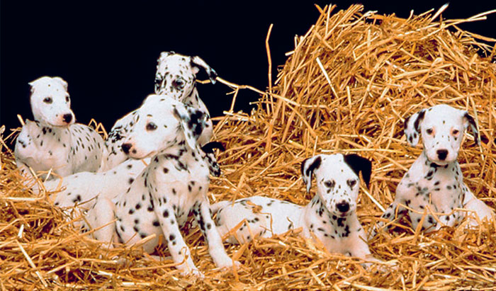 Adorable Dog Pics And Behind The Scenes Of 10 Of The Best Dog Movies Of All Time