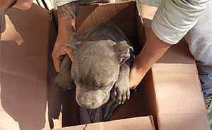 “Here Is A Toy So He Won’t Forget Me”: Boy Leaves His Helpless Puppy At A Shelter So His Dad Can’t Beat It