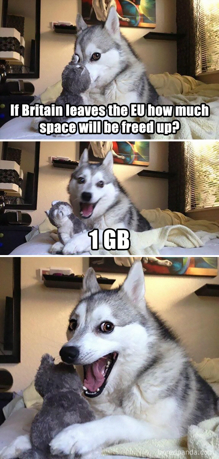 Husky dog meme about Brexit and freed up space, showing a playful expression.