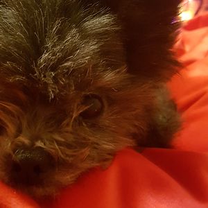 Alexandra Couette Turgeon