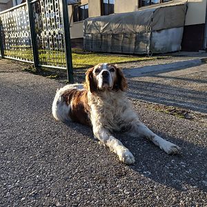 radovanstojanovicjr_ avatar