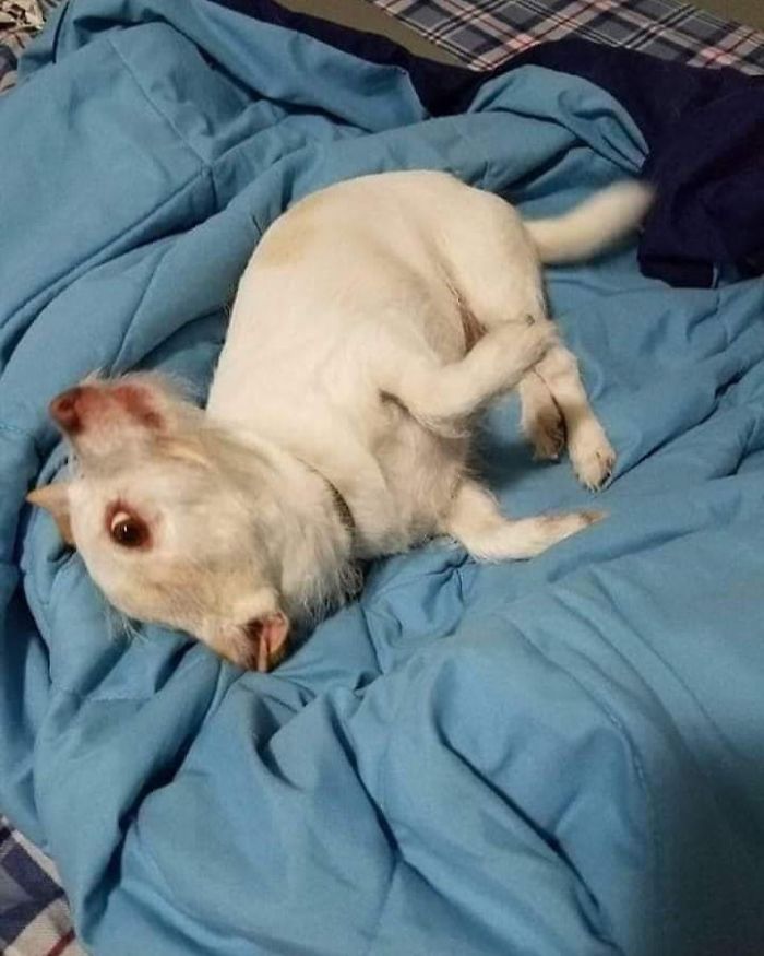 A Confusing Photo Of A Strange Animal Goes Viral On Twitter, And It Might Confuse You As Well A Confusing Photo Of A Strange Animal Goes Viral On Twitter, And It Might Confuse You As Well