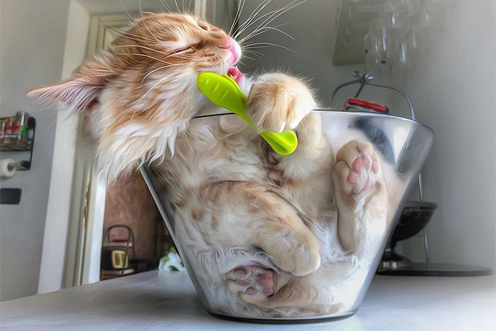 Italian Woman Documents The Carefree Life Of Her Cat And It Kinda Makes You Jealous (36 Pics)