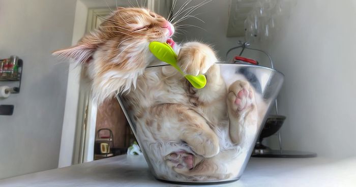 Italian Woman Documents The Carefree Life Of Her Cat And It Kinda Makes You Jealous (36 Pics)