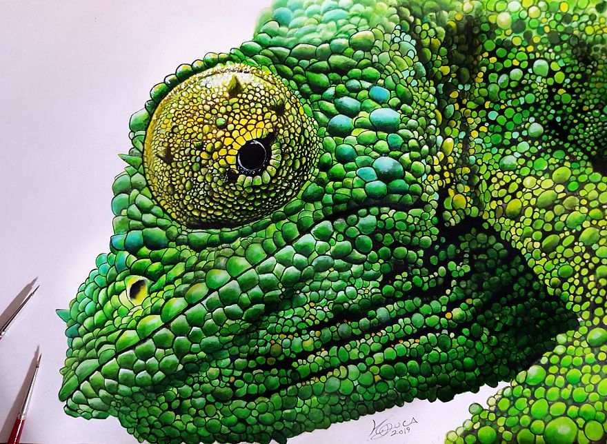 Chameleon