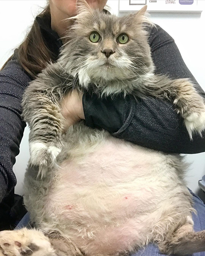 28-Pound Cat Brought To Shelter Starts Weight Loss Journey After Losing His Home 28-Pound Cat Brought To Shelter Starts Weight Loss Journey After Losing His Home