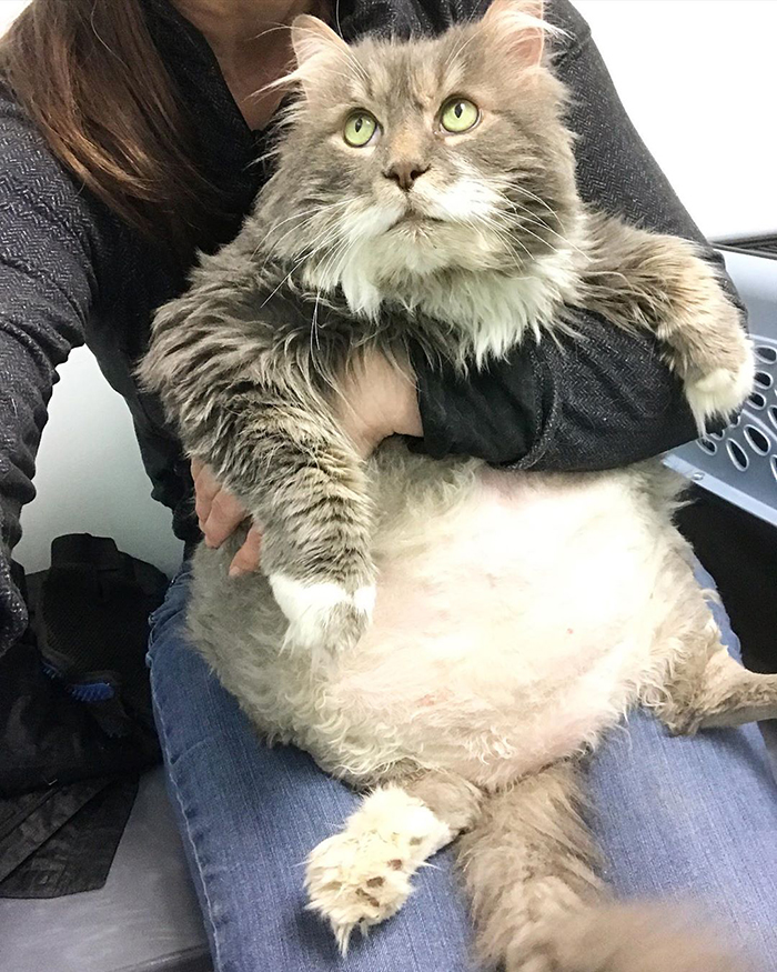 28-Pound Cat Brought To Shelter Starts Weight Loss Journey After Losing His Home 28-Pound Cat Brought To Shelter Starts Weight Loss Journey After Losing His Home