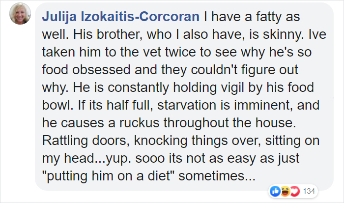 28-Pound Cat Brought To Shelter Starts Weight Loss Journey After Losing His Home 28-Pound Cat Brought To Shelter Starts Weight Loss Journey After Losing His Home