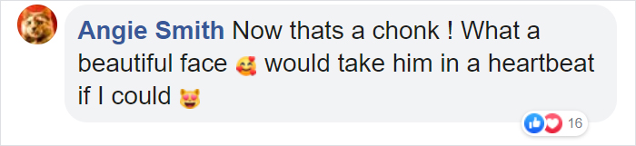 28-Pound Cat Brought To Shelter Starts Weight Loss Journey After Losing His Home