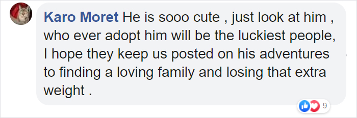 28-Pound Cat Brought To Shelter Starts Weight Loss Journey After Losing His Home