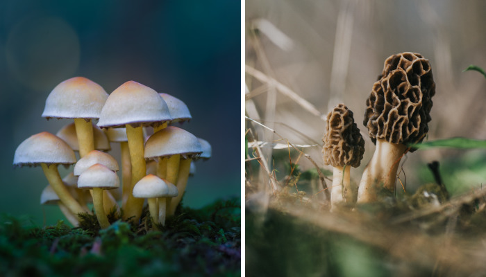I Go To The Forest With My Camera To Capture The Fabulous Beauty Of Mushrooms