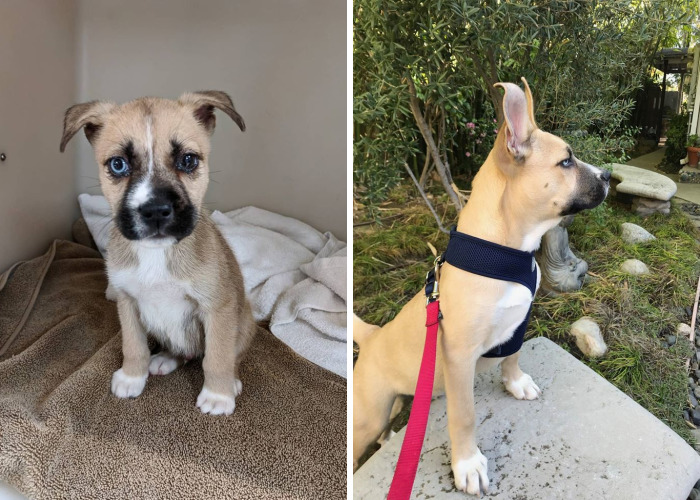 A Saved Puppy Finds A New Lease On Life