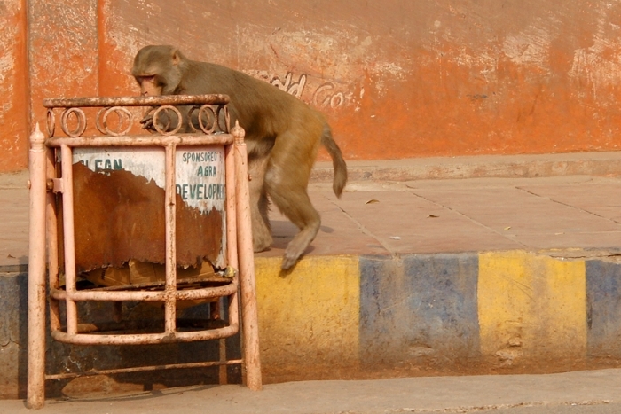 French Photographer Takes Pictures Of Street Trash Bins Around The World