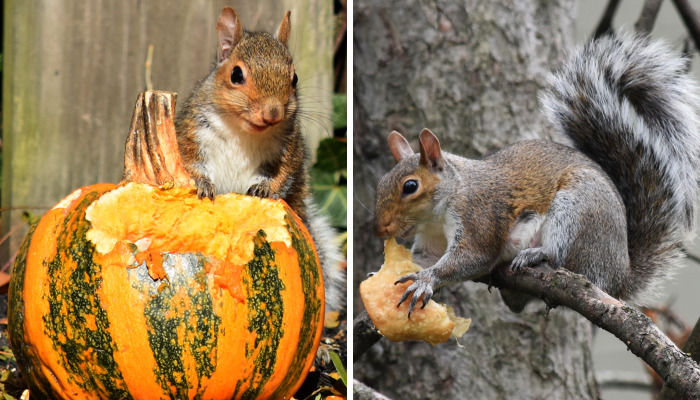 I Photograph A Squirrel For Every Time Of The Year