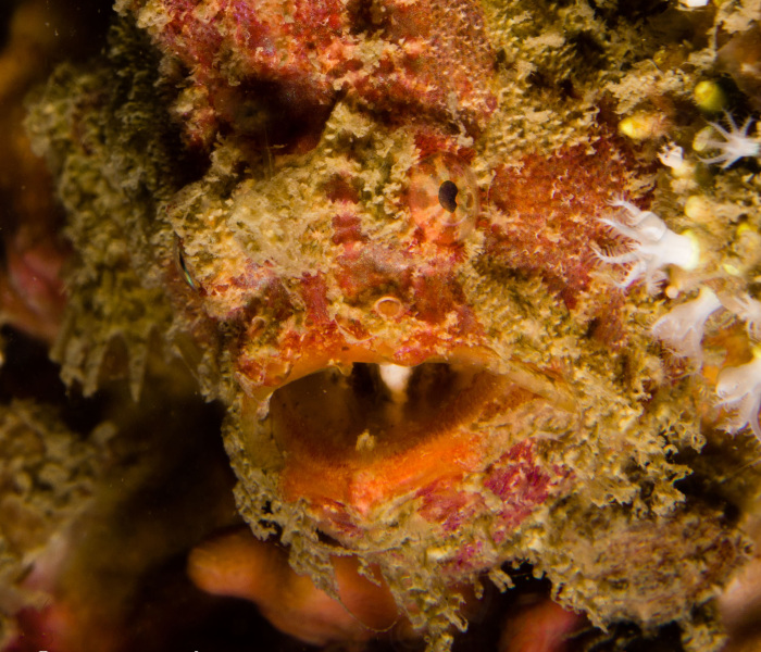 I Spent Hours Scuba Diving And Photographing Frogfish Which Are Really Hard To Find Due To Their Perfect Camouflage