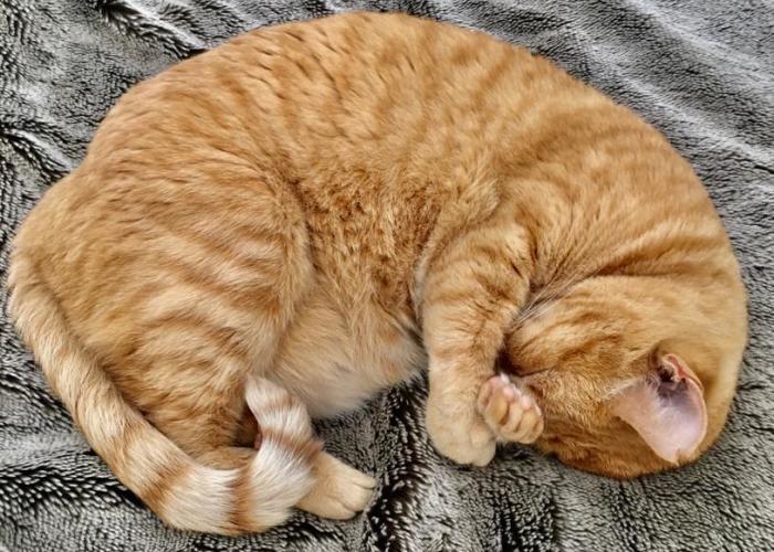 We Took In A Rescued Feral Cat, Now My Wife Takes Photos Of Her Sleeping Every Day