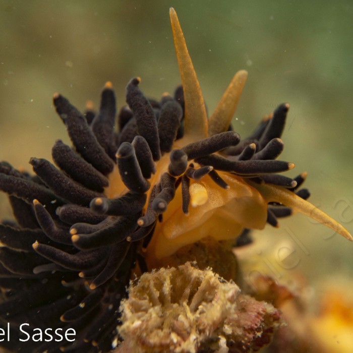 I Photographed The Beautiful Phestilla Melanobrachia Aeolid