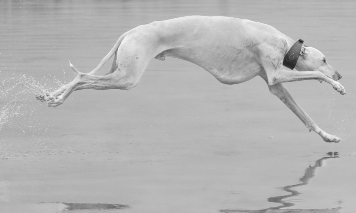 Greyhounds Through My Lens