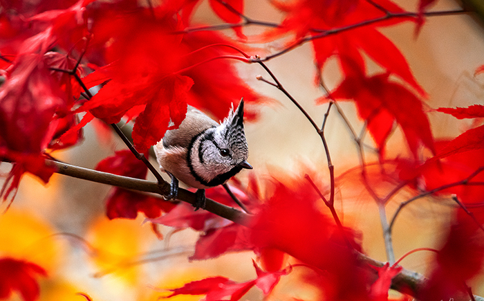 I Try To Show How Each Bird Has Their Own Unique Character In These 31 Photos