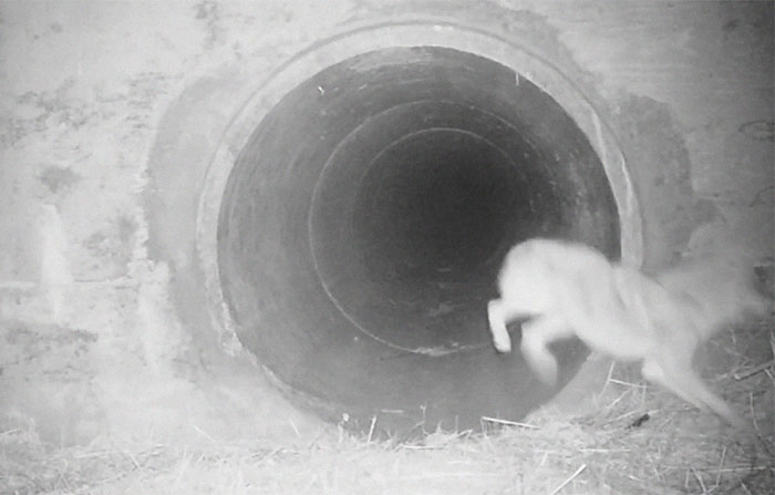 Watch An Impatient Coyote Hurrying His Slow-Moving Badger Friend Up So They Can Check Out A Tunnel Together