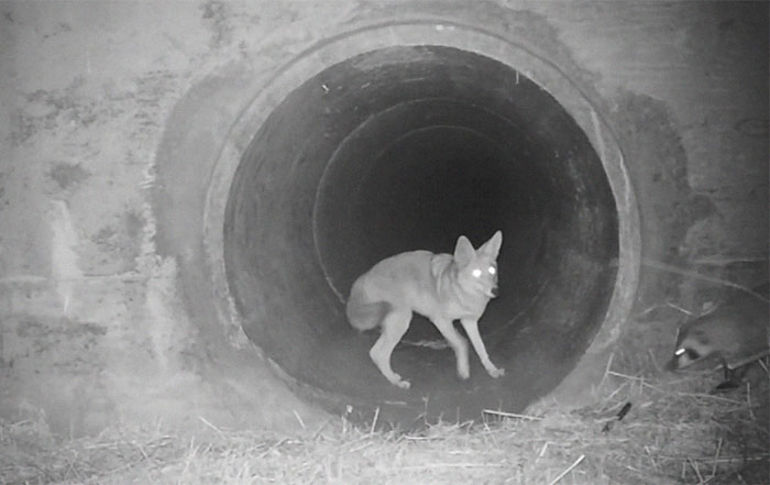 Watch An Impatient Coyote Hurrying His Slow-Moving Badger Friend Up So They Can Check Out A Tunnel Together