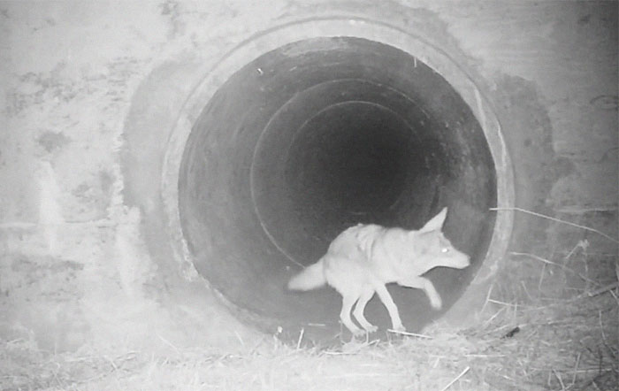 Watch An Impatient Coyote Hurrying His Slow-Moving Badger Friend Up So They Can Check Out A Tunnel Together