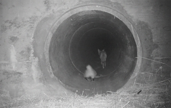 Watch An Impatient Coyote Hurrying His Slow-Moving Badger Friend Up So They Can Check Out A Tunnel Together
