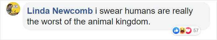Watch An Impatient Coyote Hurrying His Slow-Moving Badger Friend Up So They Can Check Out A Tunnel Together