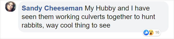 Watch An Impatient Coyote Hurrying His Slow-Moving Badger Friend Up So They Can Check Out A Tunnel Together Watch An Impatient Coyote Hurrying His Slow-Moving Badger Friend Up So They Can Check Out A Tunnel Together
