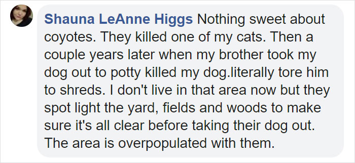 Watch An Impatient Coyote Hurrying His Slow-Moving Badger Friend Up So They Can Check Out A Tunnel Together