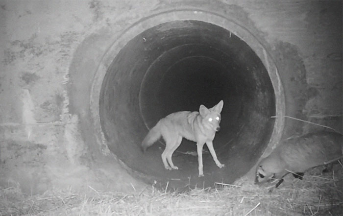 Watch An Impatient Coyote Hurrying His Slow-Moving Badger Friend Up So They Can Check Out A Tunnel Together