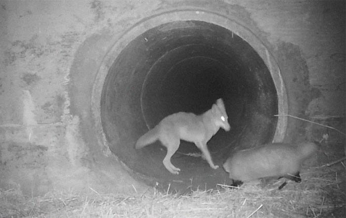 Watch An Impatient Coyote Hurrying His Slow-Moving Badger Friend Up So They Can Check Out A Tunnel Together