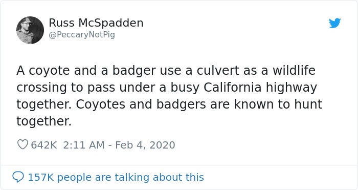 Watch An Impatient Coyote Hurrying His Slow-Moving Badger Friend Up So They Can Check Out A Tunnel Together