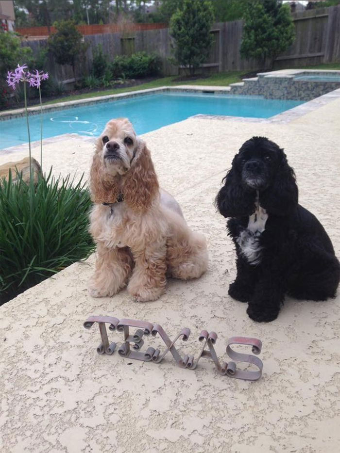 Retired Dad Walks Dogs In An Animal Shelter, Sends Bios Of Each One To His Daughter, People Adore Him Retired Dad Walks Dogs In An Animal Shelter, Sends Bios Of Each One To His Daughter, People Adore Him
