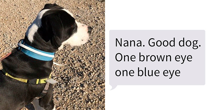 Retired Dad Walks Dogs In An Animal Shelter, Sends Bios Of Each One To His Daughter, People Adore Him