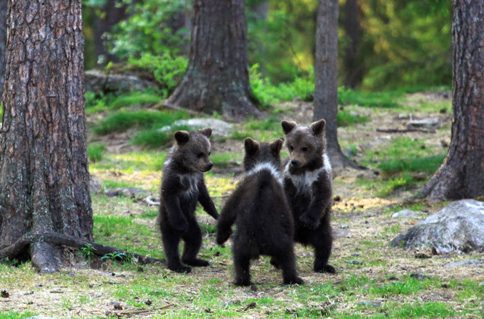 Teacher Stumbles Upon Baby Bears ‘Dancing’ In Finland Forest, Thinks He’s Imagining It Teacher Stumbles Upon Baby Bears ‘Dancing’ In Finland Forest, Thinks He’s Imagining It