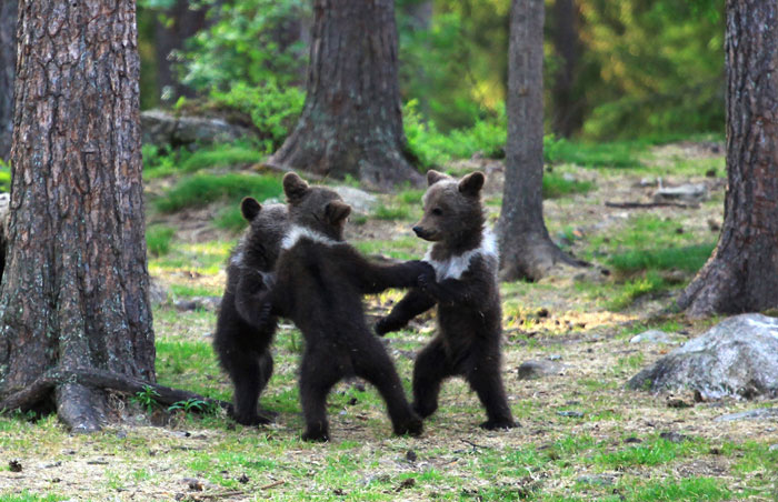 Teacher Stumbles Upon Baby Bears ‘Dancing’ In Finland Forest, Thinks He’s Imagining It Teacher Stumbles Upon Baby Bears ‘Dancing’ In Finland Forest, Thinks He’s Imagining It