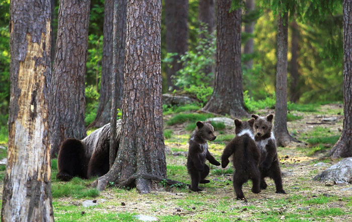 Teacher Stumbles Upon Baby Bears ‘Dancing’ In Finland Forest, Thinks He’s Imagining It Teacher Stumbles Upon Baby Bears ‘Dancing’ In Finland Forest, Thinks He’s Imagining It