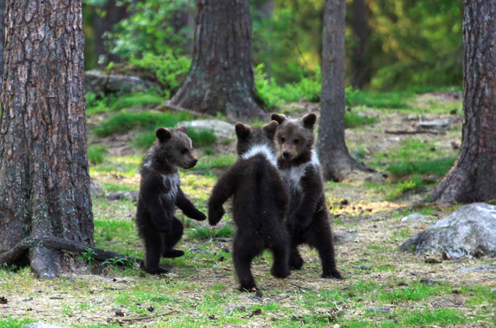 Teacher Stumbles Upon Baby Bears ‘Dancing’ In Finland Forest, Thinks He’s Imagining It Teacher Stumbles Upon Baby Bears ‘Dancing’ In Finland Forest, Thinks He’s Imagining It