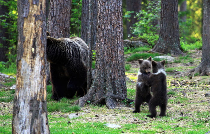 Teacher Stumbles Upon Baby Bears ‘Dancing’ In Finland Forest, Thinks He’s Imagining It Teacher Stumbles Upon Baby Bears ‘Dancing’ In Finland Forest, Thinks He’s Imagining It
