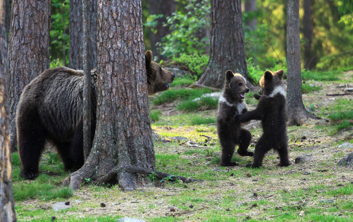 Teacher Stumbles Upon Baby Bears ‘Dancing’ In Finland Forest, Thinks He’s Imagining It Teacher Stumbles Upon Baby Bears ‘Dancing’ In Finland Forest, Thinks He’s Imagining It