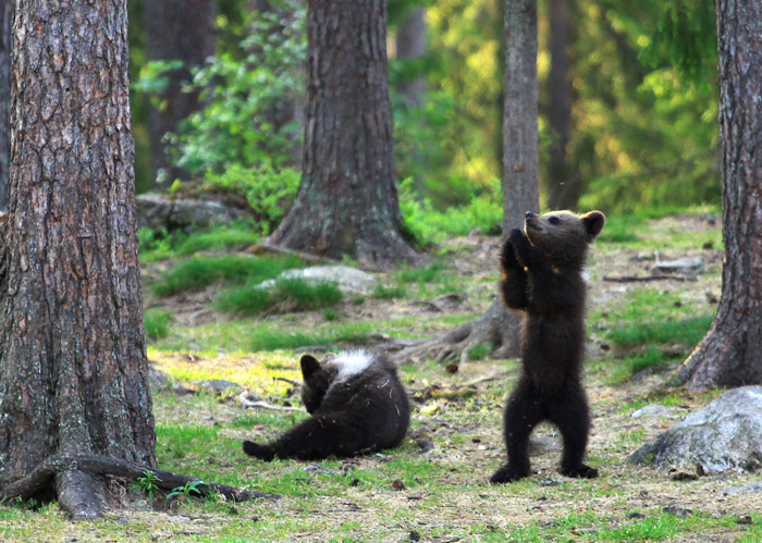 Teacher Stumbles Upon Baby Bears ‘Dancing’ In Finland Forest, Thinks He’s Imagining It Teacher Stumbles Upon Baby Bears ‘Dancing’ In Finland Forest, Thinks He’s Imagining It
