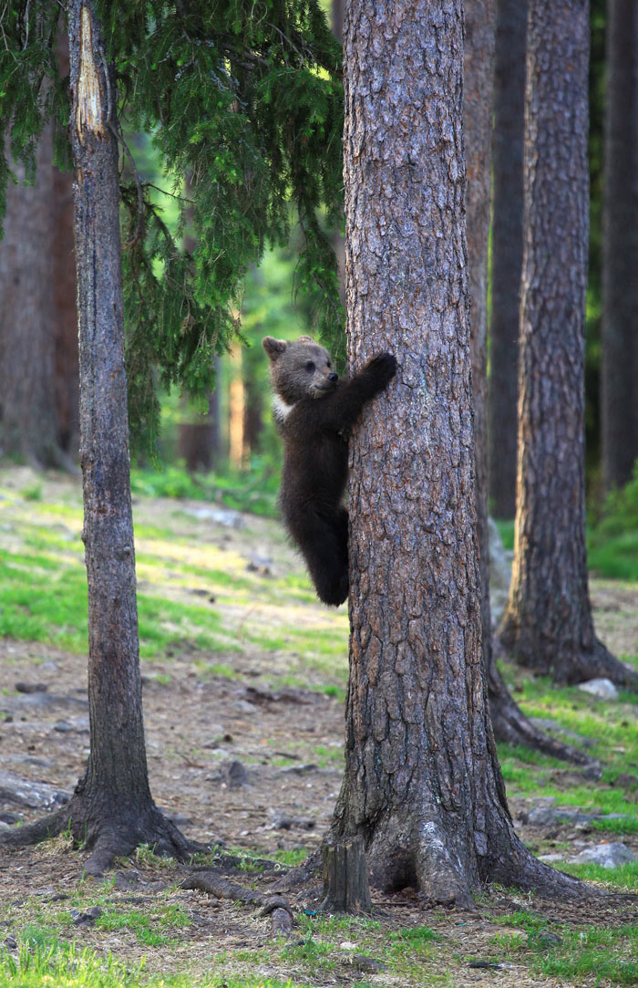 Teacher Stumbles Upon Baby Bears ‘Dancing’ In Finland Forest, Thinks He’s Imagining It Teacher Stumbles Upon Baby Bears ‘Dancing’ In Finland Forest, Thinks He’s Imagining It